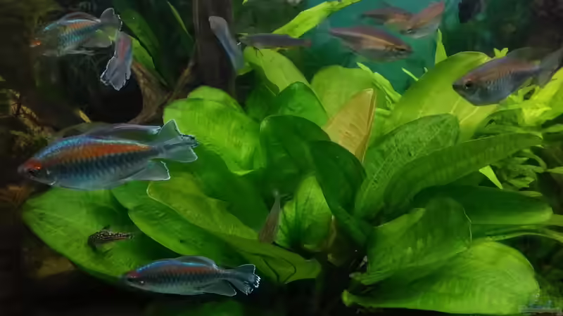 Dez. 2017 von Grünhexe (53)