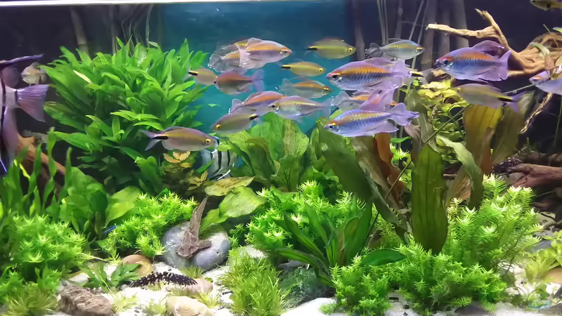 Dez.19 von Grünhexe (2)