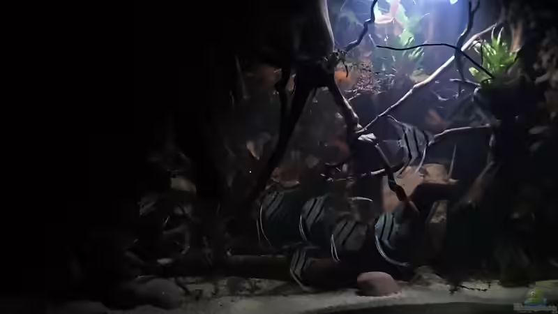 Dez 20 - Abendstimmung am Rio Nanay von ravaka (7)