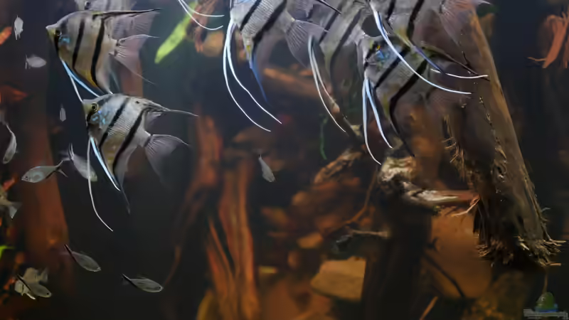 Dez 20 - Beckenansicht Rio Nanay von ravaka (6)