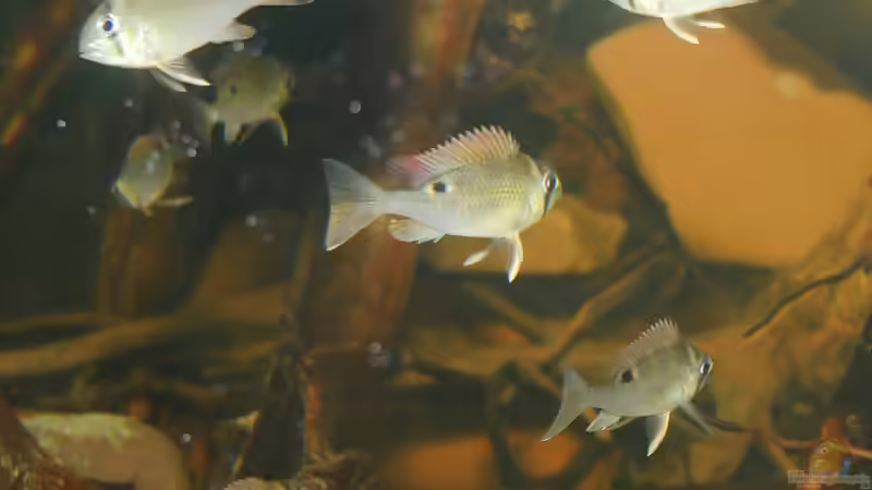 Aquarien mit Biotodoma-Arten