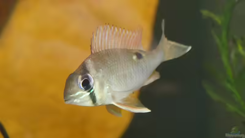 Aquarien mit Biotodoma cupido (Schwanzstreifenbuntbarsch)
