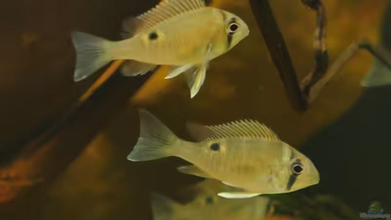 Aquarien mit Biotodoma-Arten