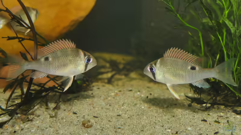 Aquarien mit Biotodoma cupido (Schwanzstreifenbuntbarsch)