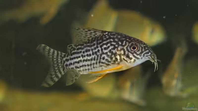 Dez 20 - Corydoras sterbai Wildfang von ravaka (66)
