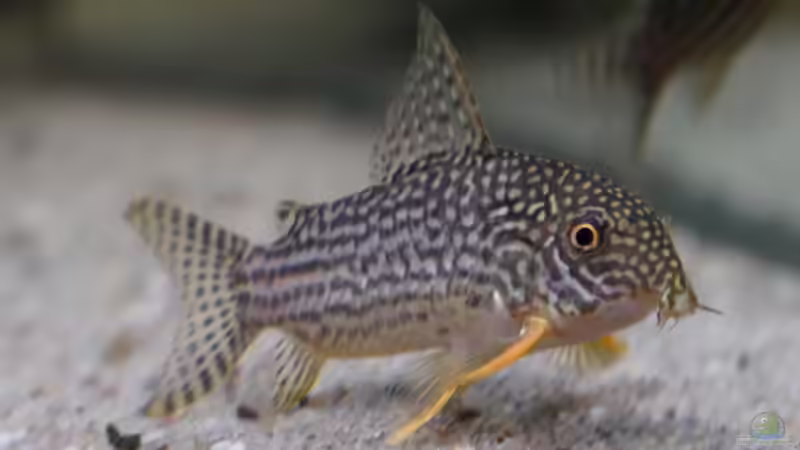 Dez 20 - Corydoras sterbai Wildfang von ravaka (67)