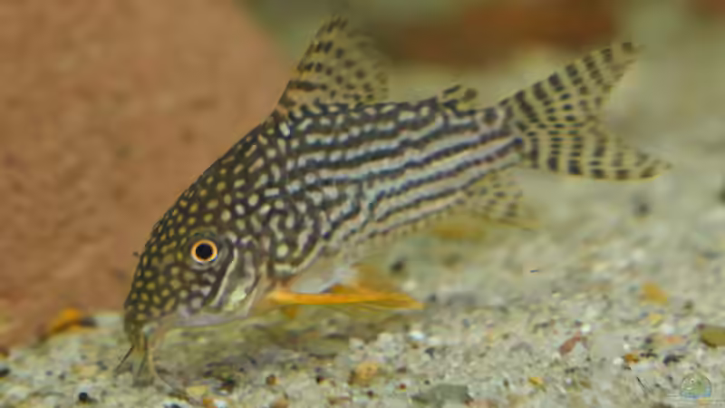 Dez 20 - Corydoras sterbai Wildfang von ravaka (68)