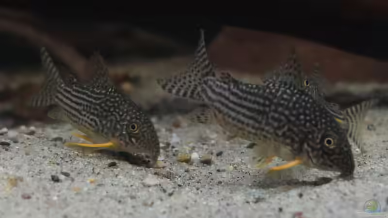 Dez 20 - Corydoras sterbai Wildfang von ravaka (69)