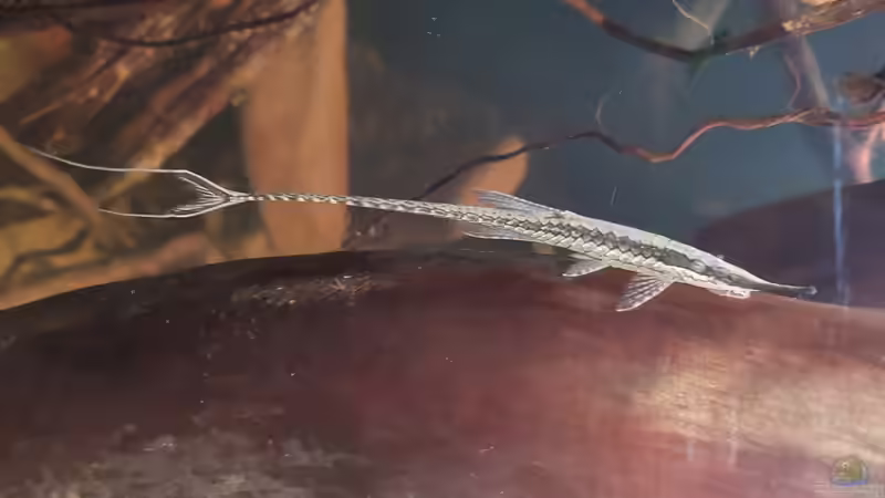 Dez 20 - Farowella acus von ravaka (70)