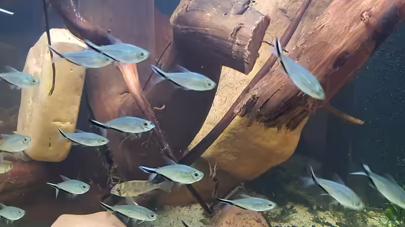 Dez 20 - gerundete Gerölle aus Sollingsandstein aus der Weser von ravaka (24)