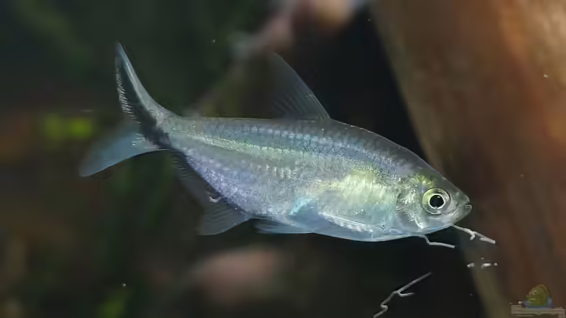 Dez 20 - Moenkhausia costae - seit Ende 2020 nicht mehr im Besatz von ravaka (65)