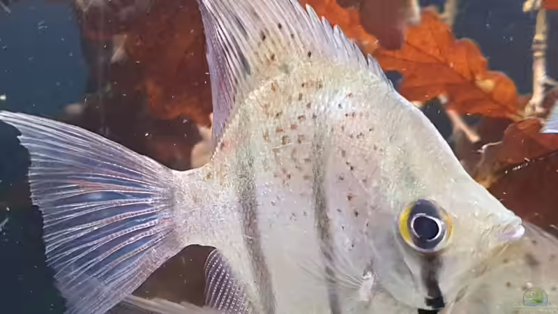 Dez 20 - Peru altum Wildfänge aus dem Rio Nanay in Peru von ravaka (43)