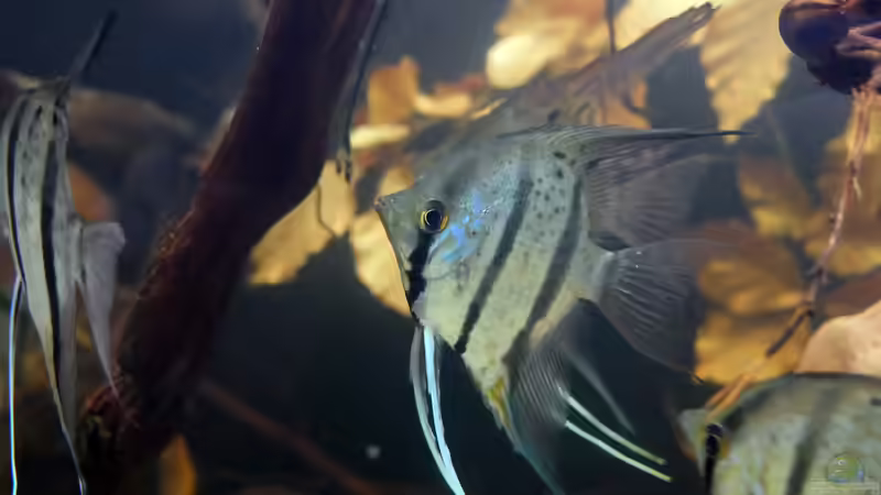 Dez 20 - Peru altum Wildfänge aus dem Rio Nanay in Peru von ravaka (45)