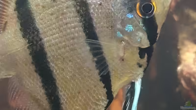 Dez 20 - Peru altum Wildfänge aus dem Rio Nanay in Peru von ravaka (46)