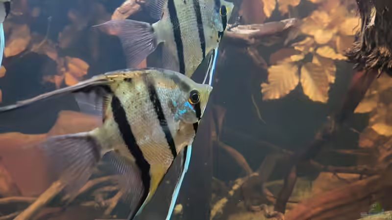 Dez 20 - Peru altum Wildfänge aus dem Rio Nanay in Peru von ravaka (47)