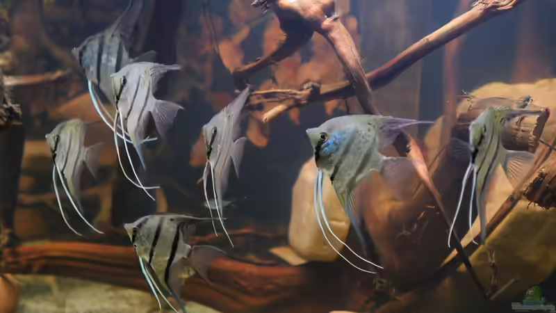 Dez 20 - Peru altum Wildfänge aus dem Rio Nanay in Peru von ravaka (48)