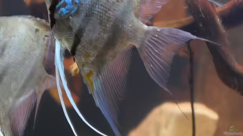 Dez 20 - Peru altum Wildfänge aus dem Rio Nanay in Peru von ravaka (49)