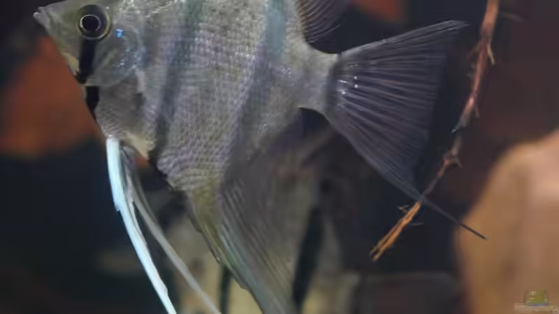 Dez 20 - Peru altum Wildfänge aus dem Rio Nanay in Peru von ravaka (50)