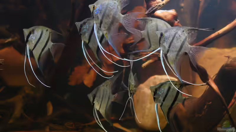 Dez 20 - Peru altum Wildfänge aus dem Rio Nanay in Peru von ravaka (51)