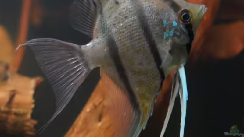 Dez 20 - Peru altum Wildfänge aus dem Rio Nanay in Peru von ravaka (52)