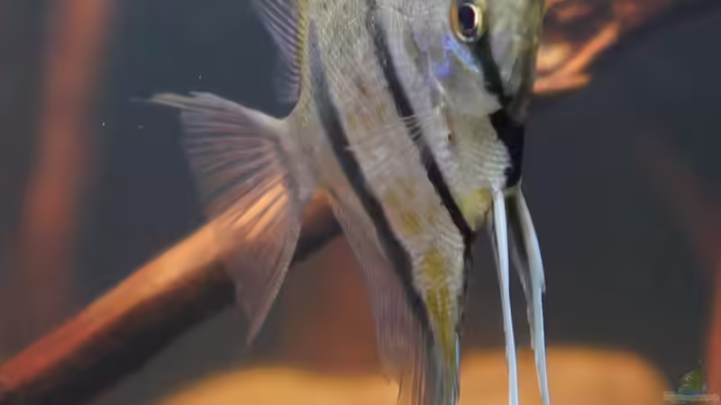 Dez 20 - Peru altum Wildfänge aus dem Rio Nanay in Peru von ravaka (53)