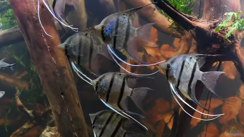 Dez 20 - Peru altum Wildfänge aus dem Rio Nanay in Peru von ravaka (55)