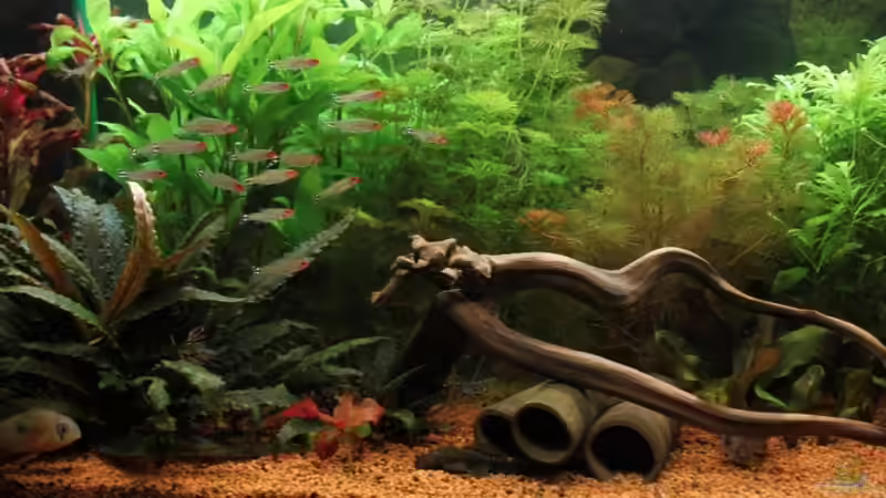 Dez.2009 von Heiko Oeding (3)