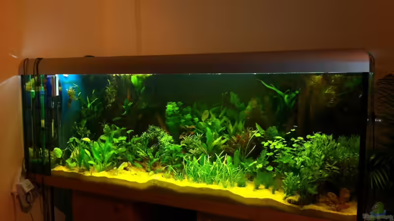 Dez.2010: Alles frisch eingepflanzt, das Spiel des ??berlebens geht los! von Rheinländer (31)