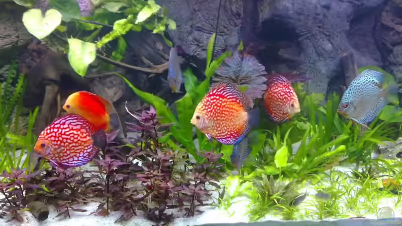 dez 2010 von Matze 87 (6)