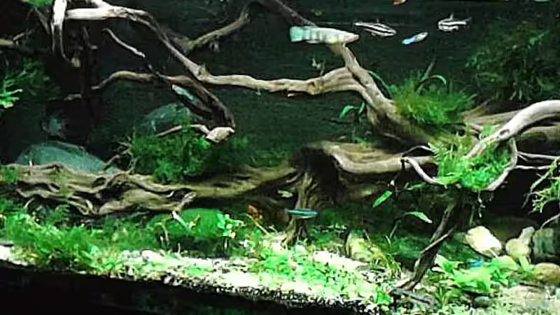 Dez.2015 von Grünhexe (82)