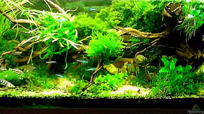 Dez.2015 von Grünhexe (83)