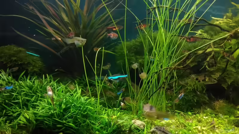 Dez.2017 von Grünhexe (25)