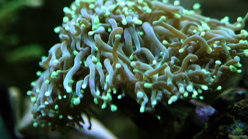 Dez 2017 von Kerstin Aßlaber (10)