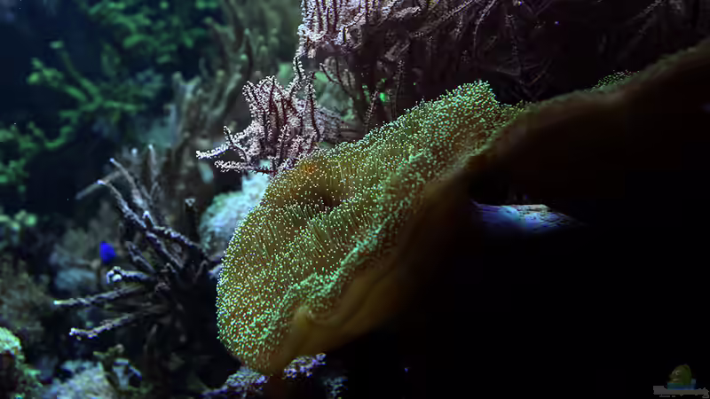 Dez 2017 von Kerstin Aßlaber (2)