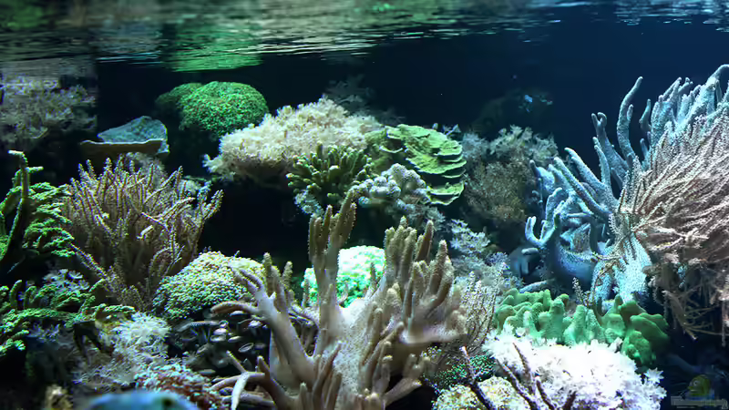 Dez 2017 von Kerstin Aßlaber (4)