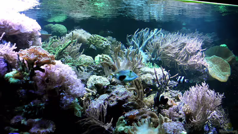 Dez 2017 von Kerstin Aßlaber (5)