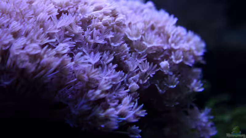 Dez 2017 von Kerstin Aßlaber (6)