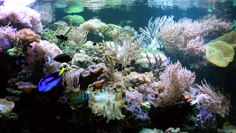 Dez 2017 von Kerstin Aßlaber (7)