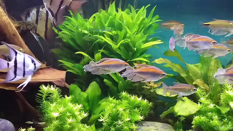 Dez.2019 von Grünhexe (5)