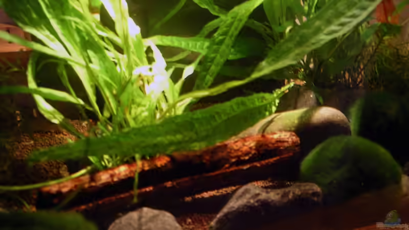 Dezember_09 von Andres (2)