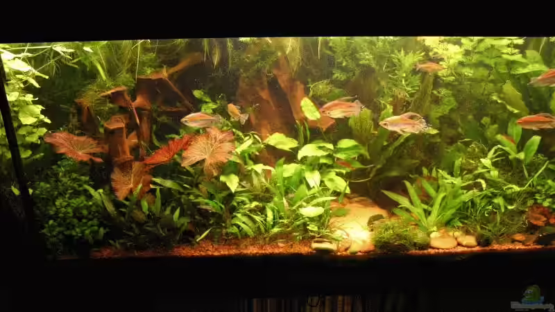 Dezember 2006 von Kamenko (10)