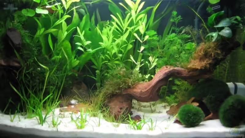 Dezember 2007 von Silvia (3)