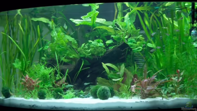 Dezember 2008 von Der Siems (8)