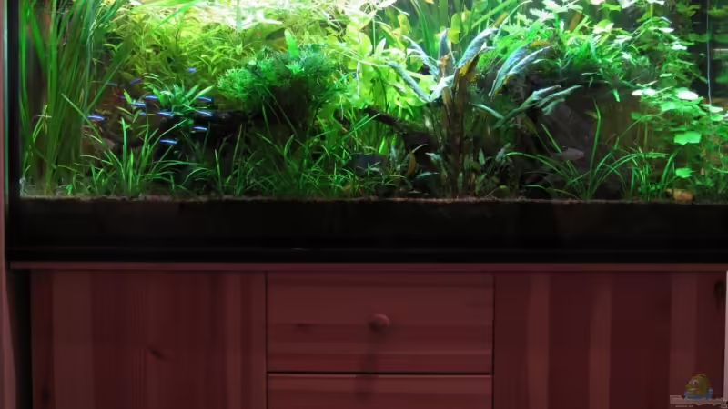 Dezember 2008 von Patricia (2)