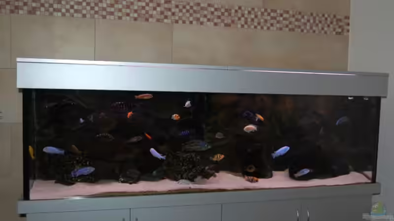 Dezember 2008 von Roland Elsenbruch (1)