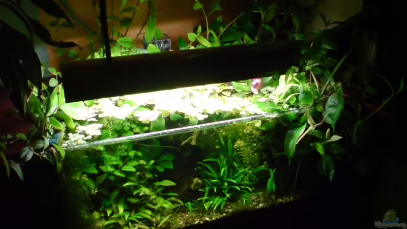 Dezember 2008 von timme (7)