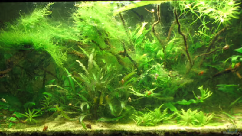 Dezember 2008 von toast (1)