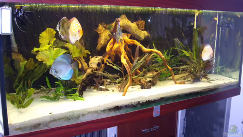 Dezember 2009 von Franky Lunatic (2)