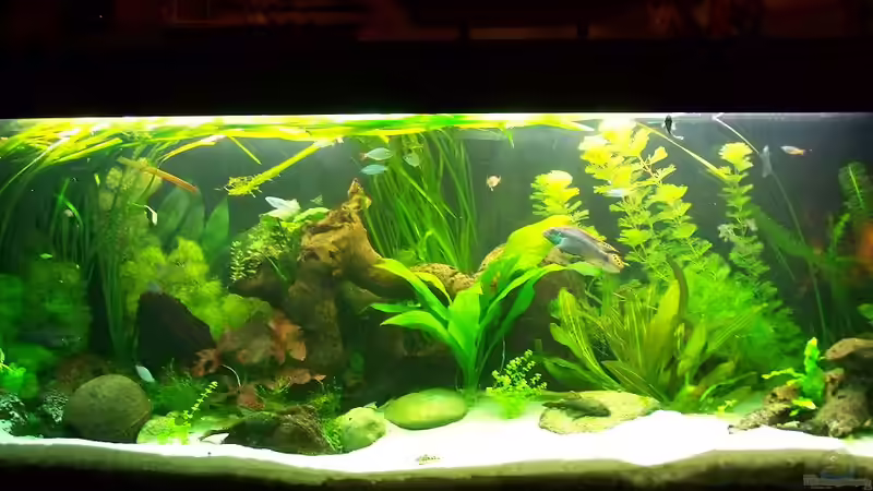 Dezember 2010 von Peter Walenciak (5)