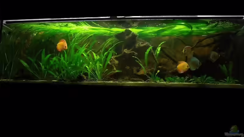 Dezember 2010 von PH Neutral (3)